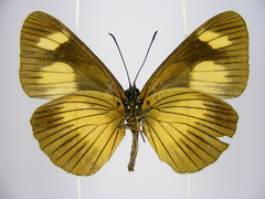 Neptis ochracea ochreata