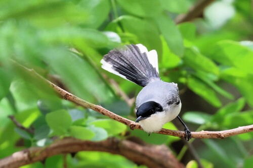 Tropical Gnatcatcher