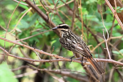 Streaked Flycatcher