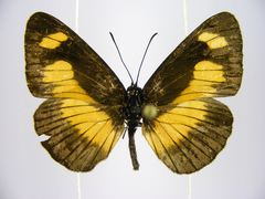 Neptis ochracea ochreata