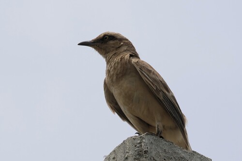 Chalk-browed Mockingbird