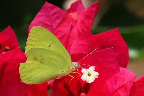 Marcellina Sulphur