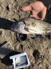 Haemulopsis leuciscus