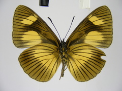 Neptis ochracea ochreata