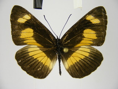 Neptis ochracea ochreata