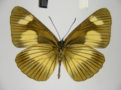Neptis ochracea ochreata