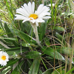 Celmisia spectabilis