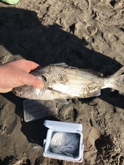 Haemulopsis leuciscus