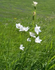 Campanula stevenii