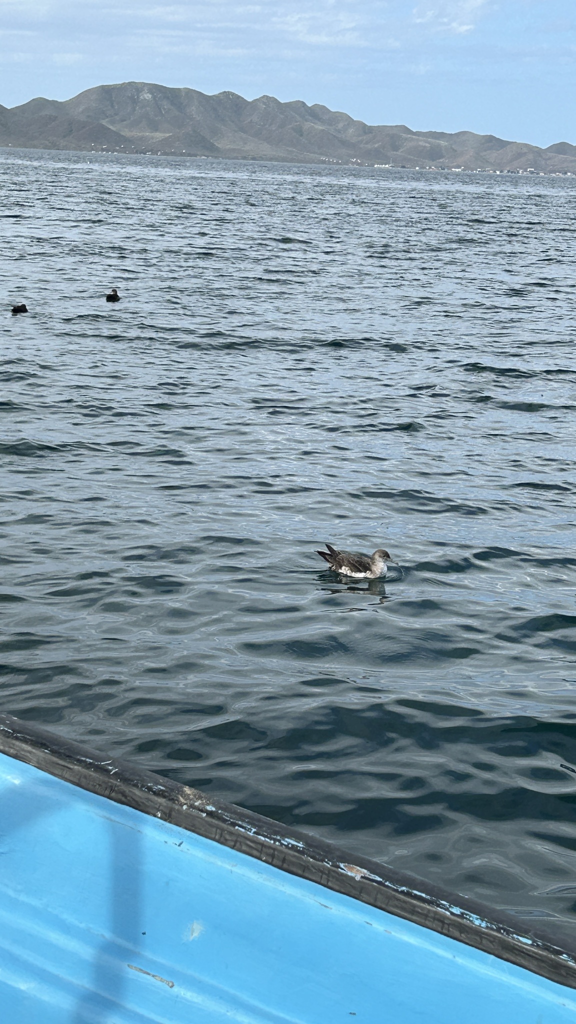Black-vented Shearwater (Puffinus opisthomelas), photo 8
