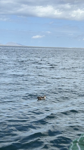 Black-vented Shearwater (Puffinus opisthomelas), photo 7
