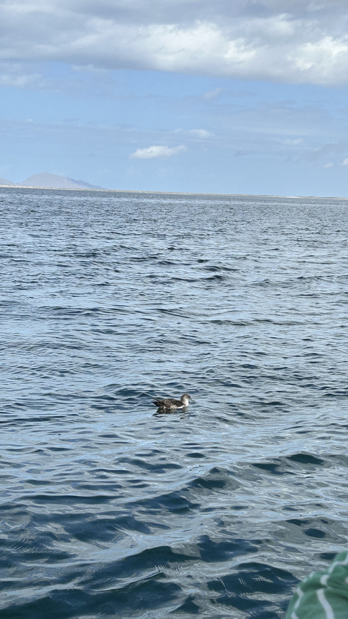 Black-vented Shearwater (Puffinus opisthomelas), photo 9