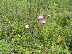Dianthus campestris