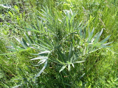 Cirsium serrulatum