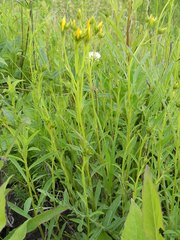 Linum flavum