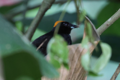 Tawny-crested Tanager (Tachyphonus delatrii), photo 8