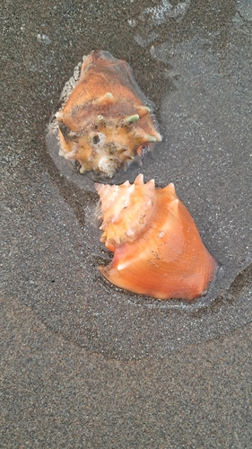 Strombus pugilis