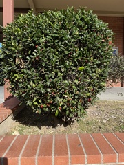 Angiospermae