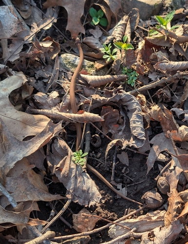 Red-bellied Snake