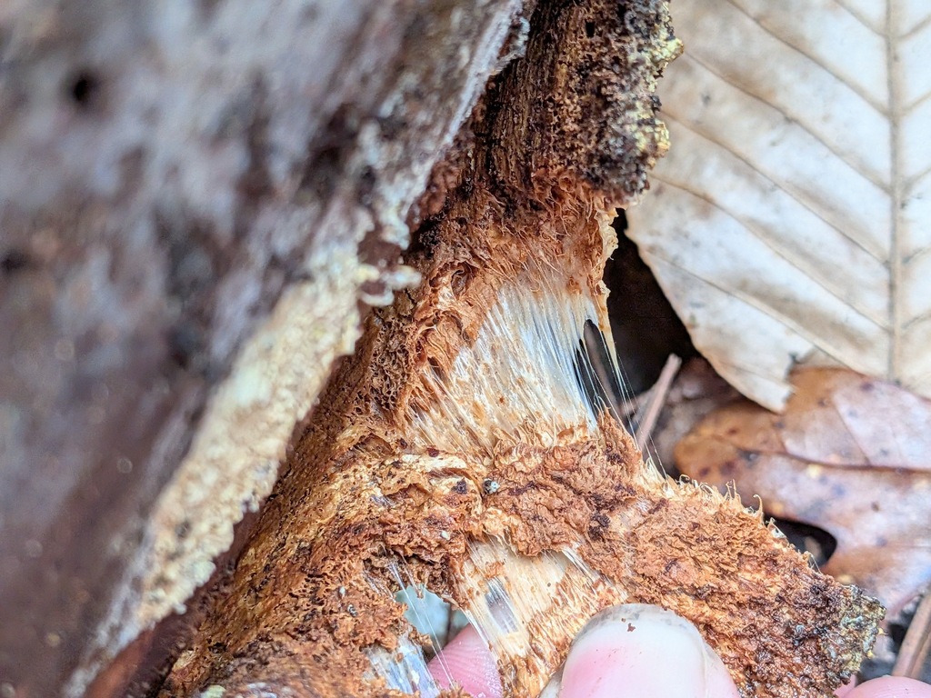 Wrightoporia austrosinensis