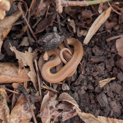 Red-bellied Snake