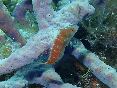 Green razorfish (Xyrichtys splendens) — Labridae — 5
