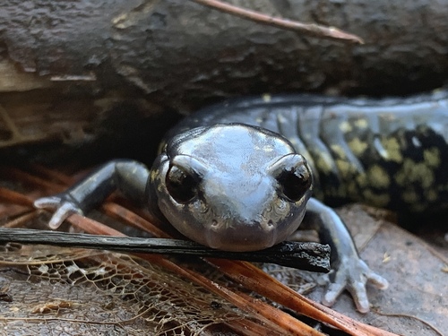 Slimy Salamander, Plethodon glutinosus