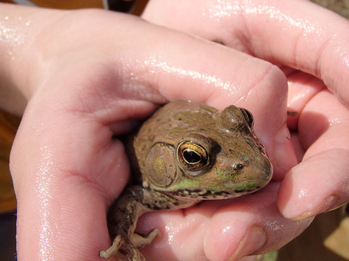 Green Frog photographed in West Virginia
