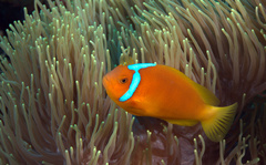 Amphiprion leucokranos