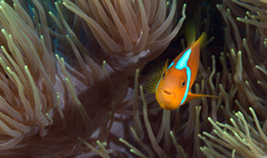 Amphiprion leucokranos
