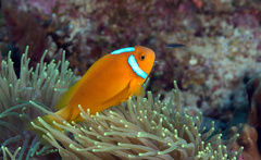 Amphiprion leucokranos
