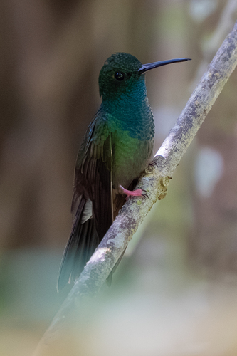 Bronze-tailed Plumeleteer (Chalybura urochrysia), photo 4