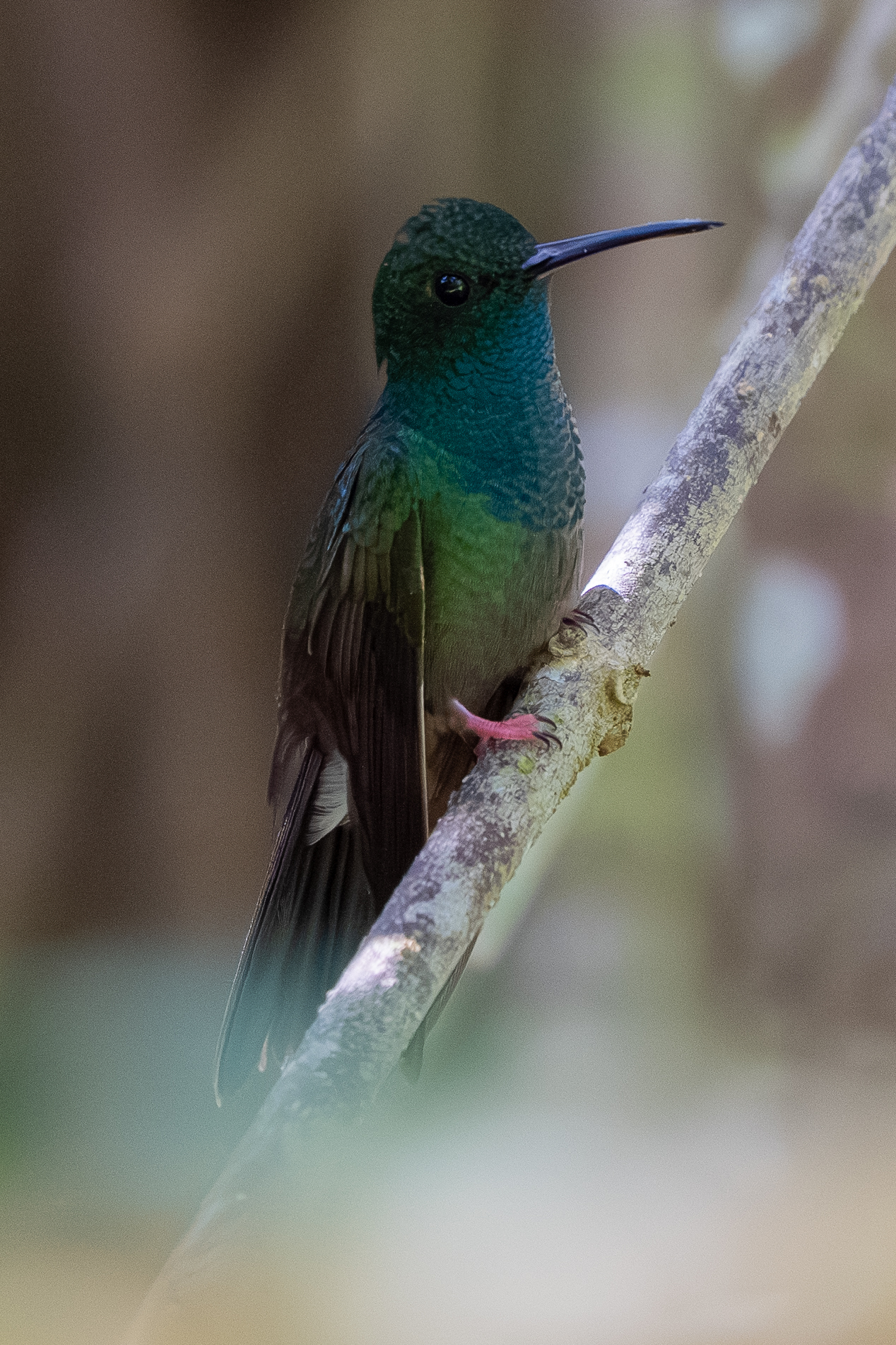 Bronze-tailed Plumeleteer (Chalybura urochrysia), photo 4