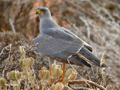 Melierax poliopterus