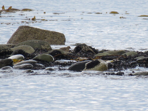 Baird's Sandpiper (Calidris bairdii), photo 8