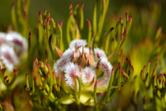 Serruria rostellaris