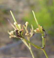 Centella virgata