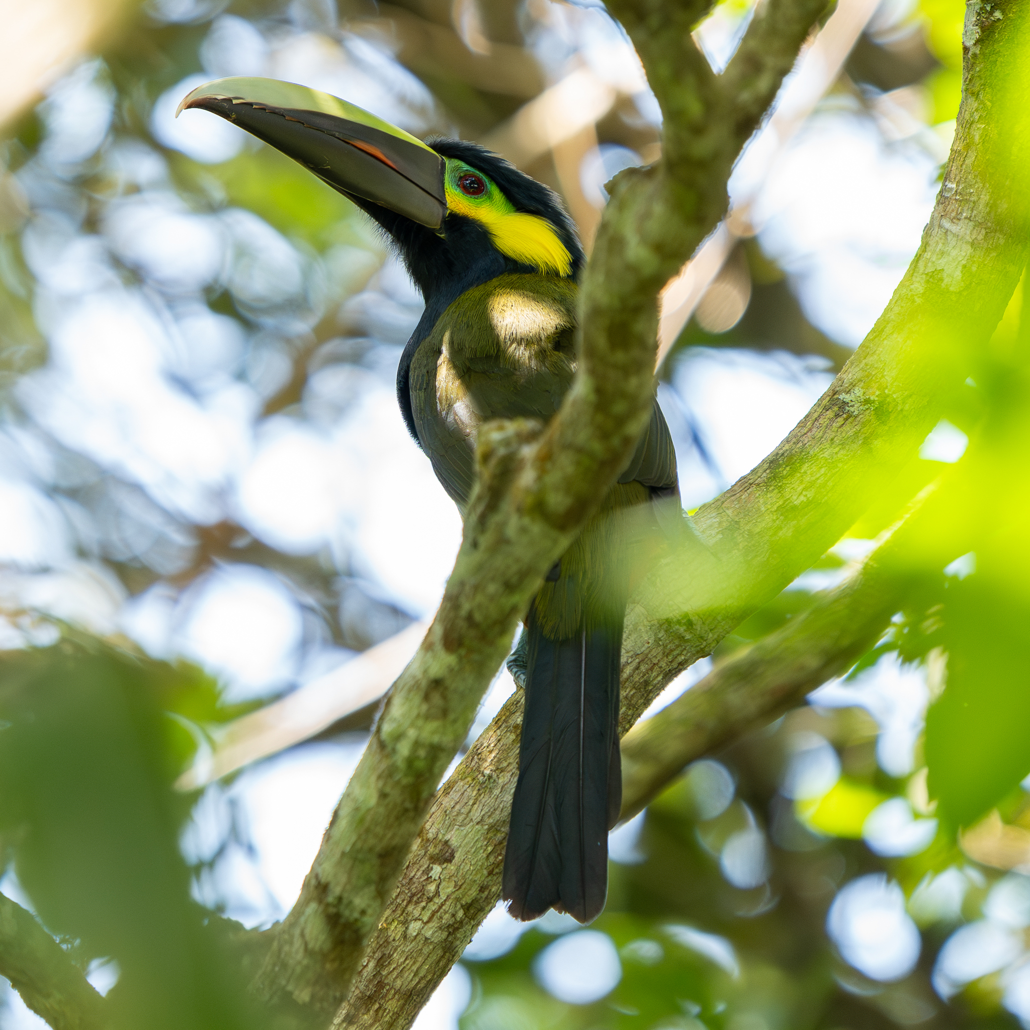 Yellow-eared Toucanet (Selenidera spectabilis), photo 2