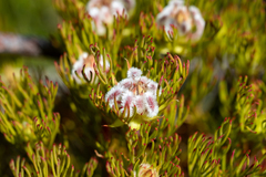 Serruria rostellaris