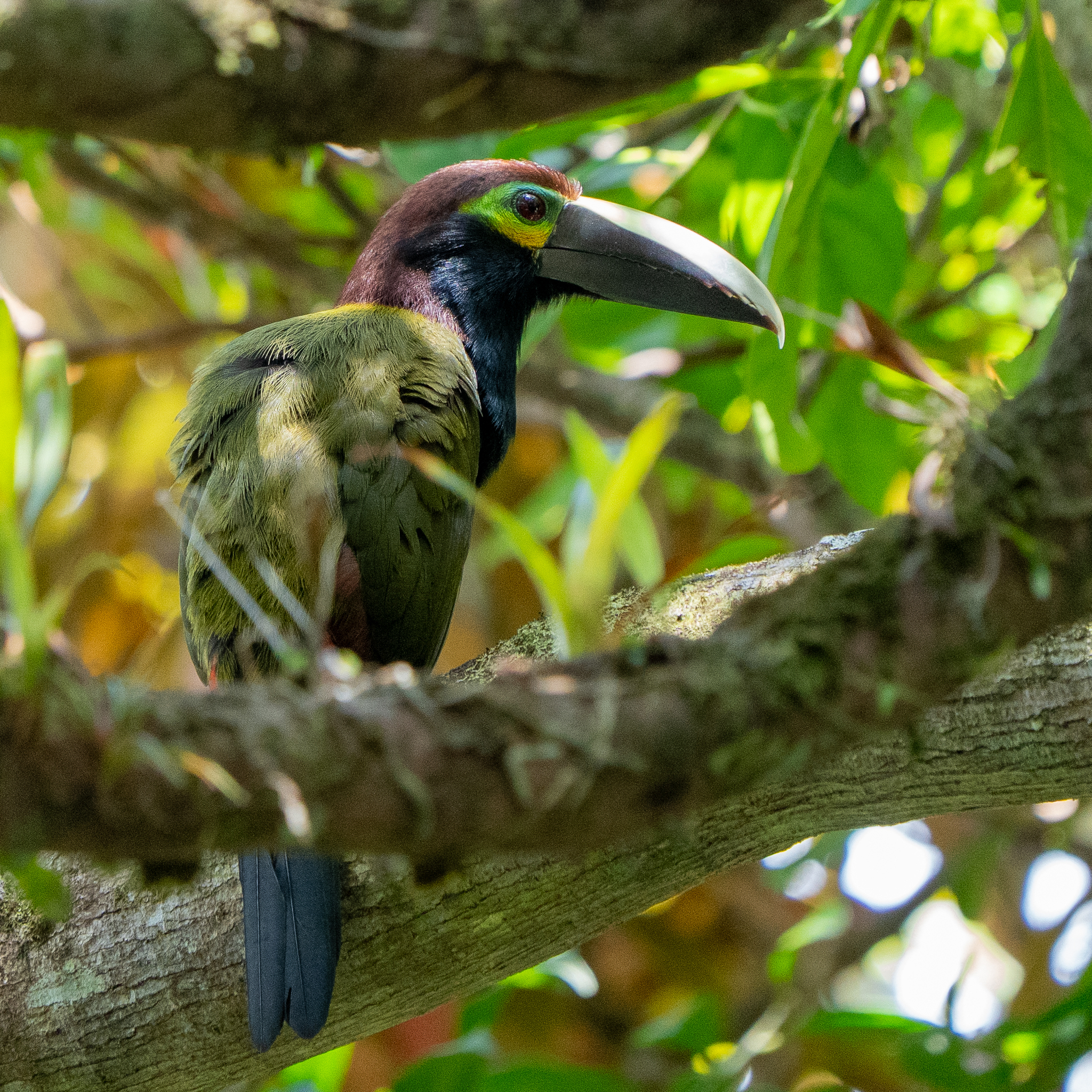 Yellow-eared Toucanet (Selenidera spectabilis), photo 3