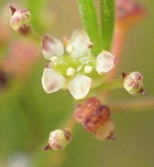 Centella virgata