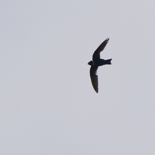 White-collared Swift (Streptoprocne zonaris), photo 6