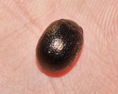 Chrysolina vernalis