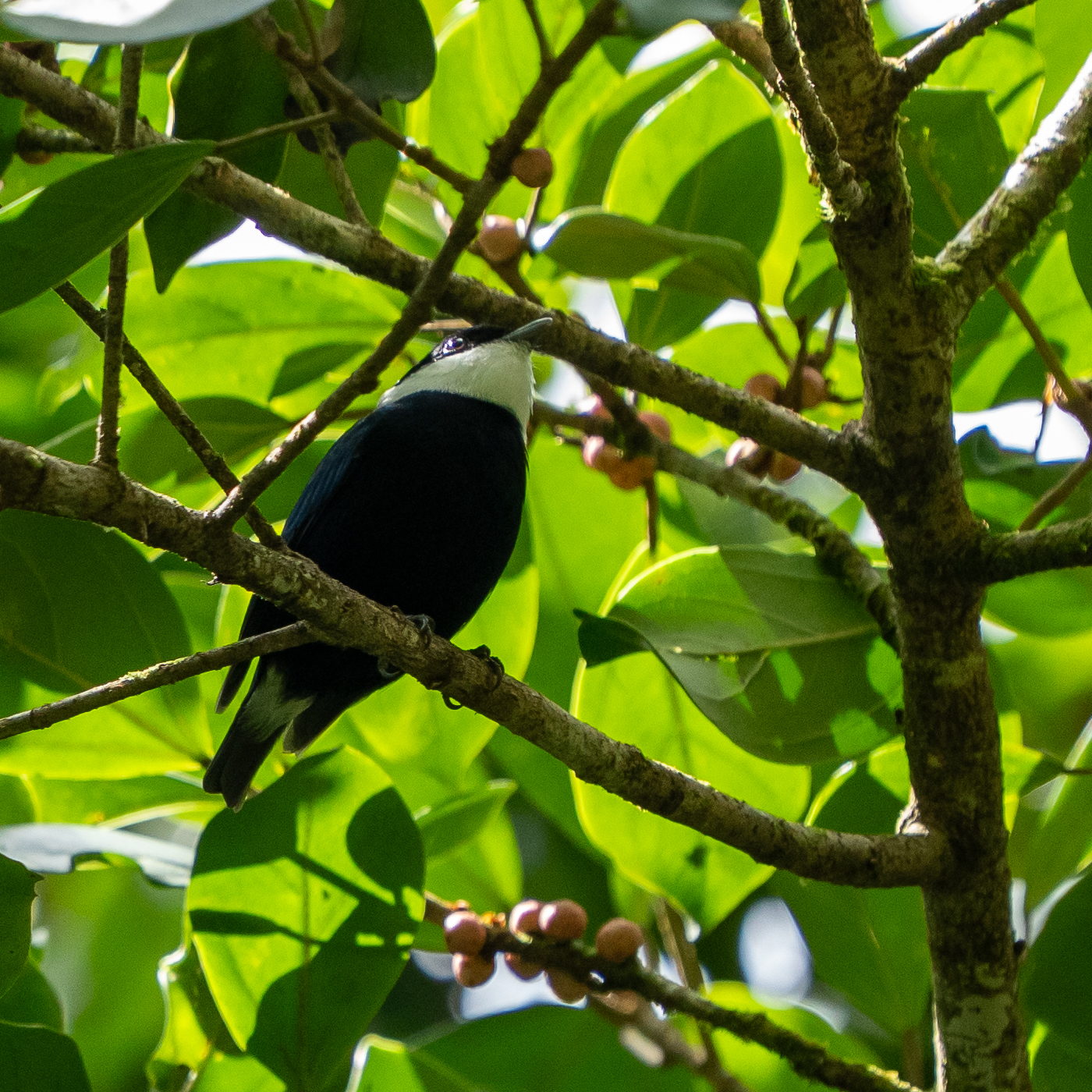White-ruffed Manakin (Corapipo altera), photo 6