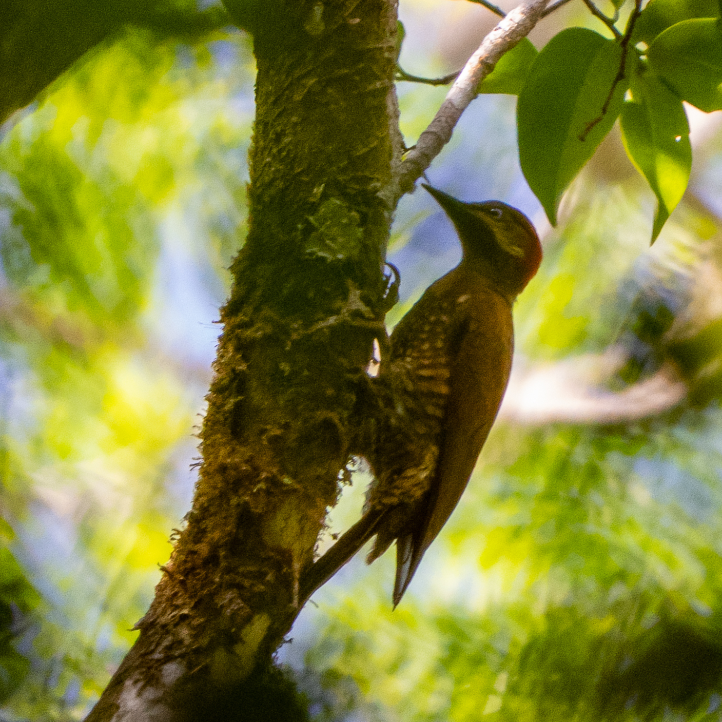 Stripe-cheeked Woodpecker (Piculus callopterus), photo 3