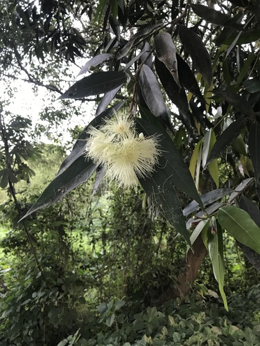 Syzygium jambos - Leaves