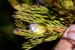 Serruria rostellaris