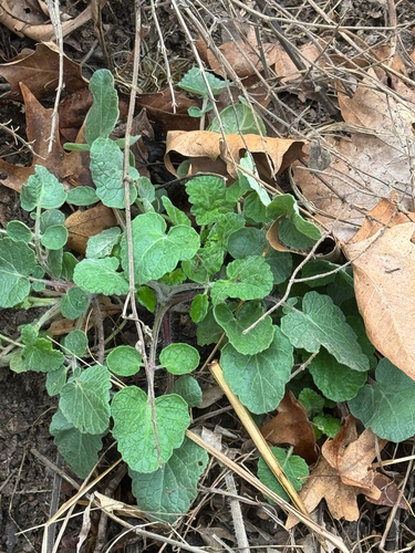 Cedar sage