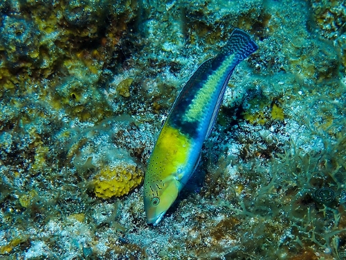 Yellowhead wrasse (Halichoeres garnoti) — Labridae — 4