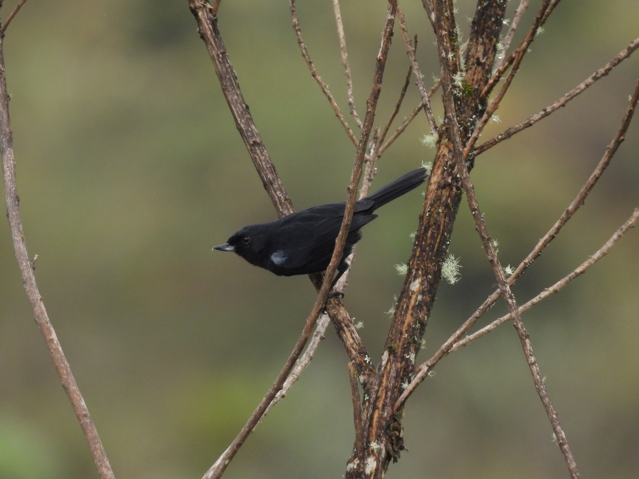 Glossy Flowerpiercer (Diglossa lafresnayii), photo 3